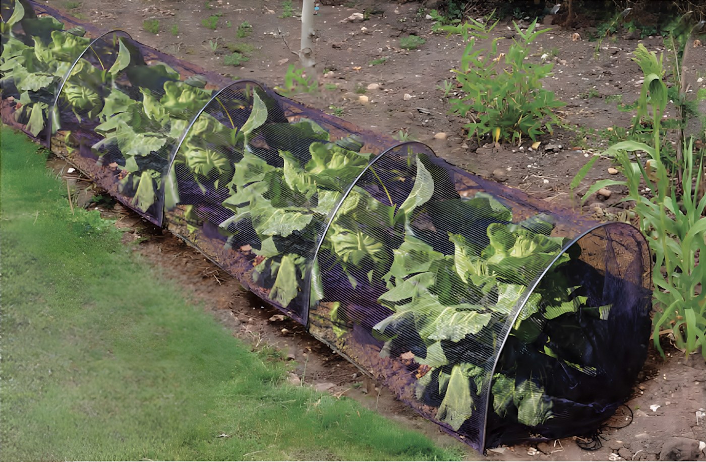 Grow Tunnel 002